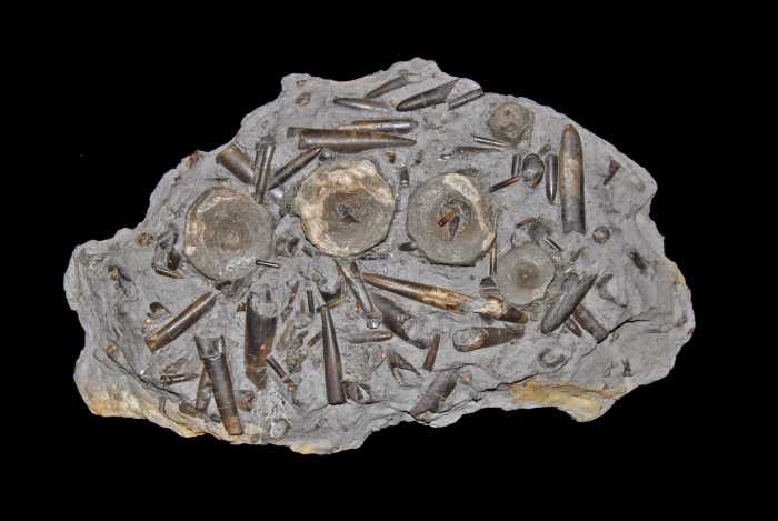 Rostres de Bélemnites et vertèbres d'Ichtyosaure - gryphea.com